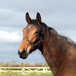 Click to visit 18 Months Old Filly